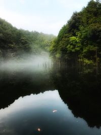 Scenic view of lake in forest against sky