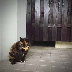 Cat sitting on door