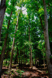 Trees in forest