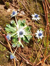 High angle view of prickly pear cactus