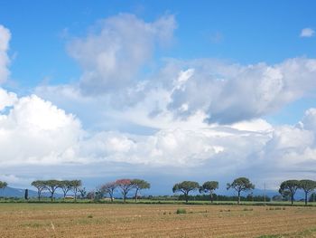 Scenic view of agricultural field against sky