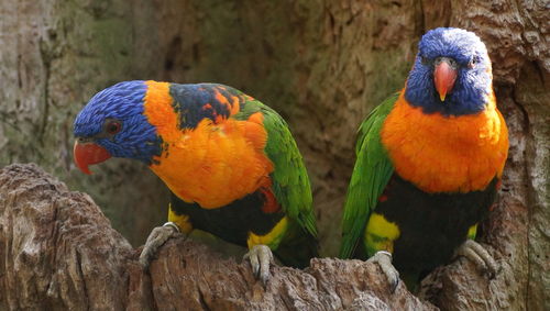 Close-up of birds perching on wood