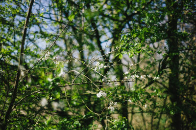 Low angle view of tree in forest