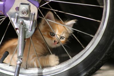 Close-up portrait of a kitten