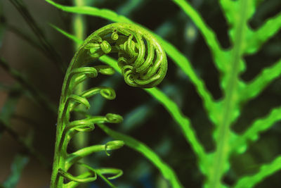 Close-up of fern