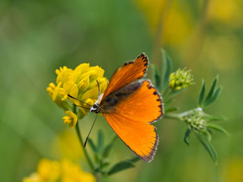 Close-up of butterfly pollinating on yellow flower