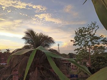 Low angle view of palm trees against sky