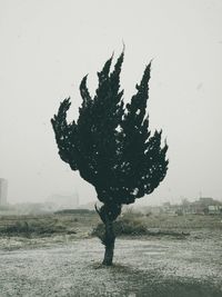 Trees in the dark