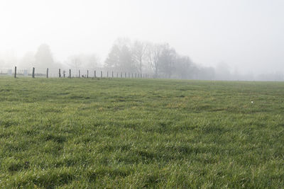 Scenic view of grassy field against sky