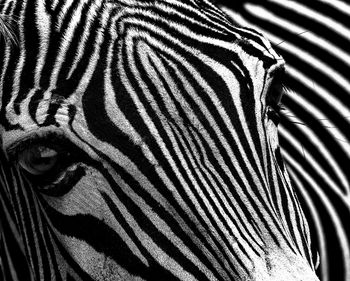 Full frame shot of zebra