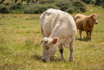 Charolais cows grazing in the meadow of extremadura, spain