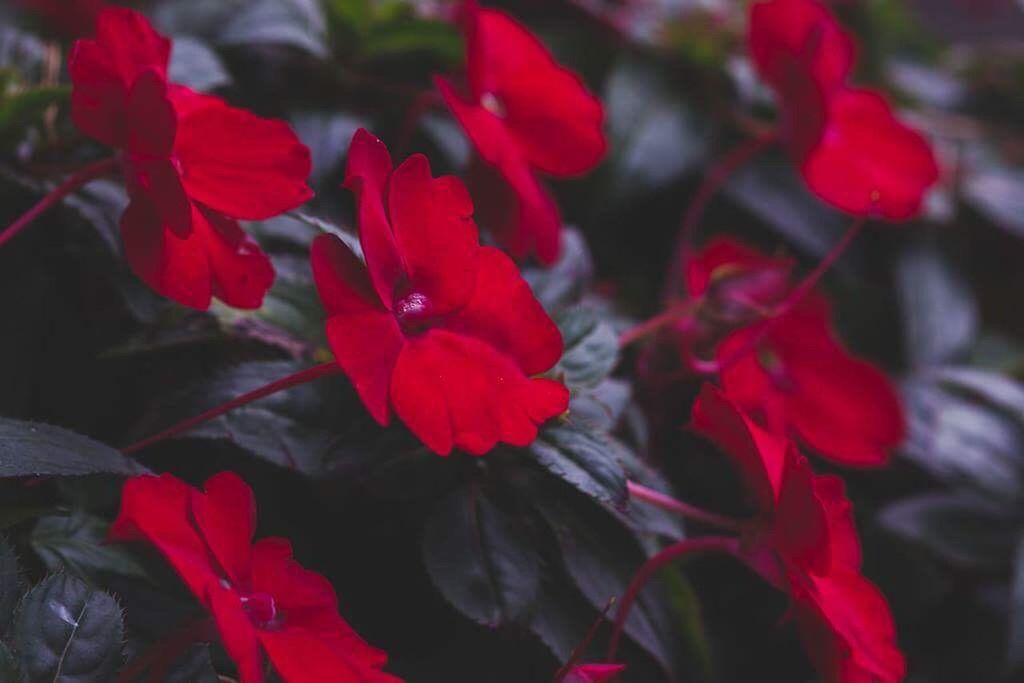 MACRO SHOT OF RED FLOWERS