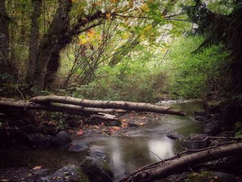 River flowing through forest