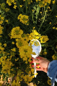 Cropped hand holding yellow flower