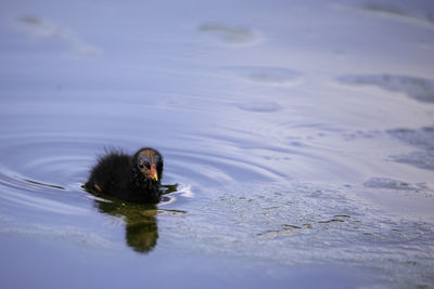 Duck swimming in a lake