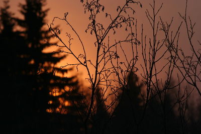 Silhouette plants against orange sky