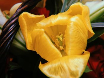 Close-up of yellow flowers blooming outdoors