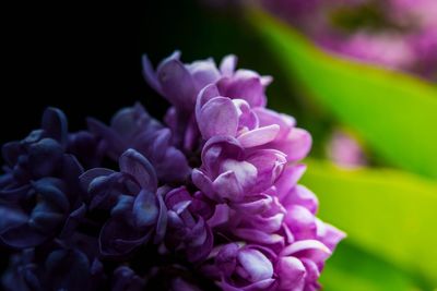 Close-up of purple flowers blooming outdoors