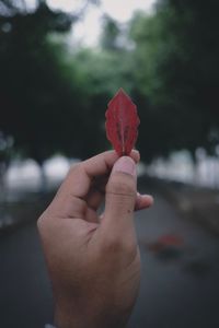 Cropped hand holding autumn leaf against trees