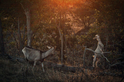 Deer standing in a forest