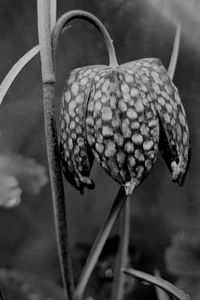 Close-up of raspberries on plant