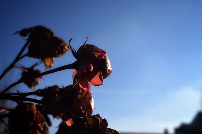 Close-up of wilted rose against blue sky