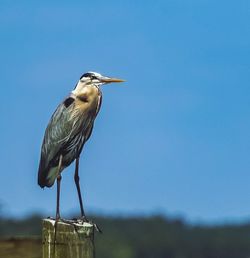 High angle view of gray heron perching against blue sky