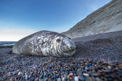 Seal relaxing at beach against sky during sunset