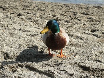 Close-up of bird perching on a land