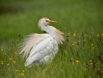 Close-up of bird on field