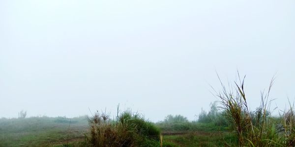 Trees on field against clear sky