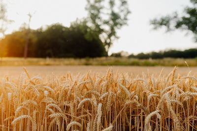 Wheat field against sky