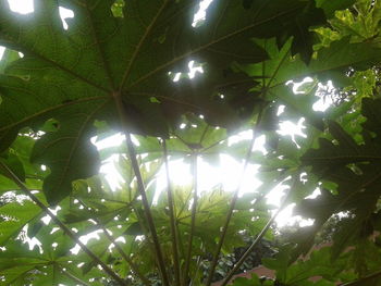 Low angle view of tree