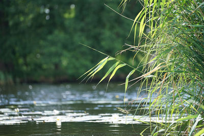 Scenic view of lake