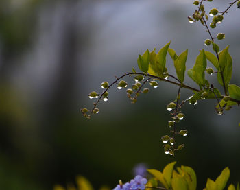 Close-up of wet purple flowering plant