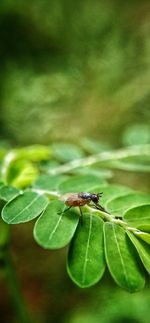 Close-up of insect on leaves