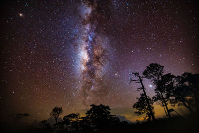 Low angle view of silhouette trees against sky at night