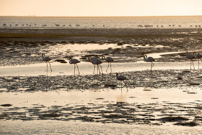 View of birds on beach against sky