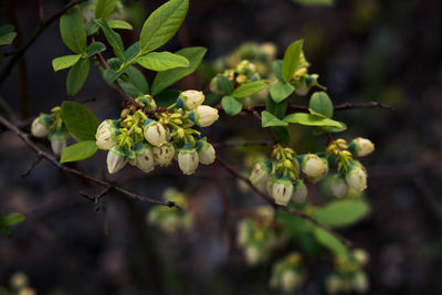 Bluberry plant in bloom