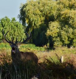 Deer in a field