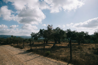 Trees on field against sky