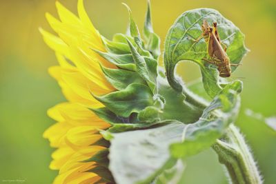 Close-up of yellow flowering plant