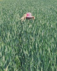 Person in field with pink hat 