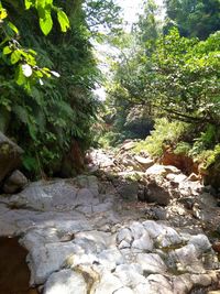 Trees and rocks in forest