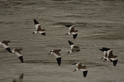 High angle view of seagulls in sea