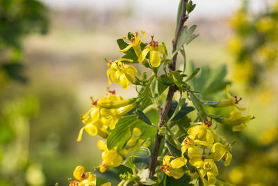 Close-up of yellow flowering plant