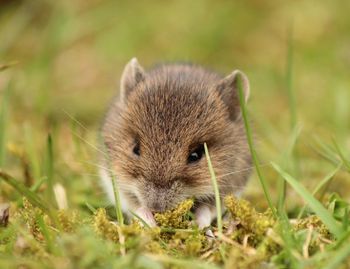 Close-up portrait of rabbit on field