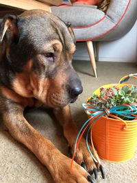 Close-up of dog relaxing at home