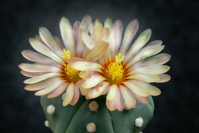 Close-up of white flower