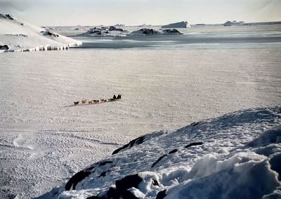 Scenic view of ice see and sled dog